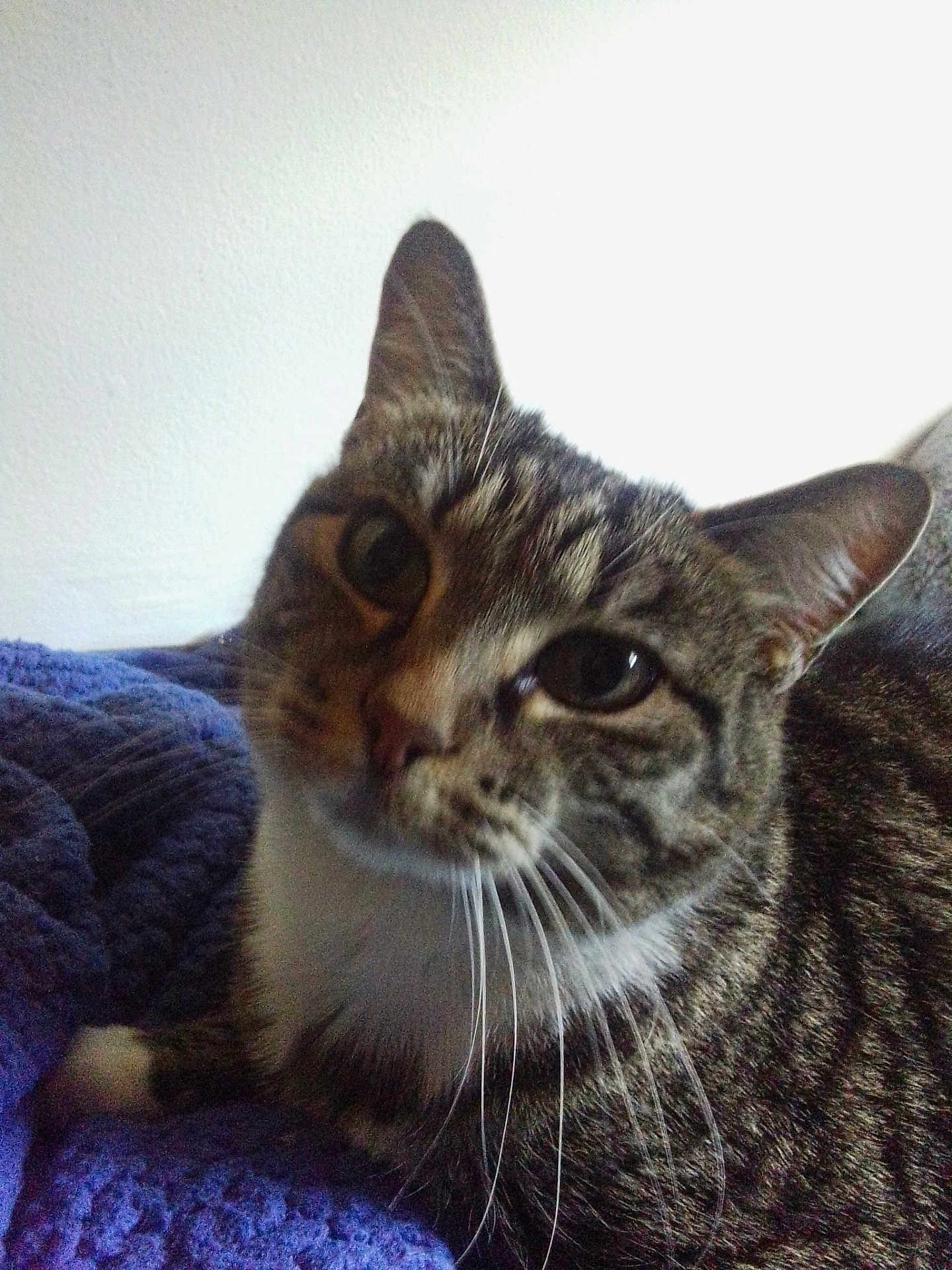 Kitty