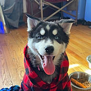 Salem is registered to the contest to win money with this photo: dog, puppy, husky, blue_eyes, tongue_out, plaid, red_and_black, blanket, wood_floor, dog_bowl, dog_food, rope_toy, indoor, pet, happy, smiling, sitting, collar, ears, fur