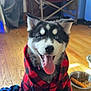 dog, puppy, husky, blue_eyes, tongue_out, plaid, red_and_black, blanket, wood_floor, dog_bowl, dog_food, rope_toy, indoor, pet, happy, smiling, sitting, collar, ears, fur