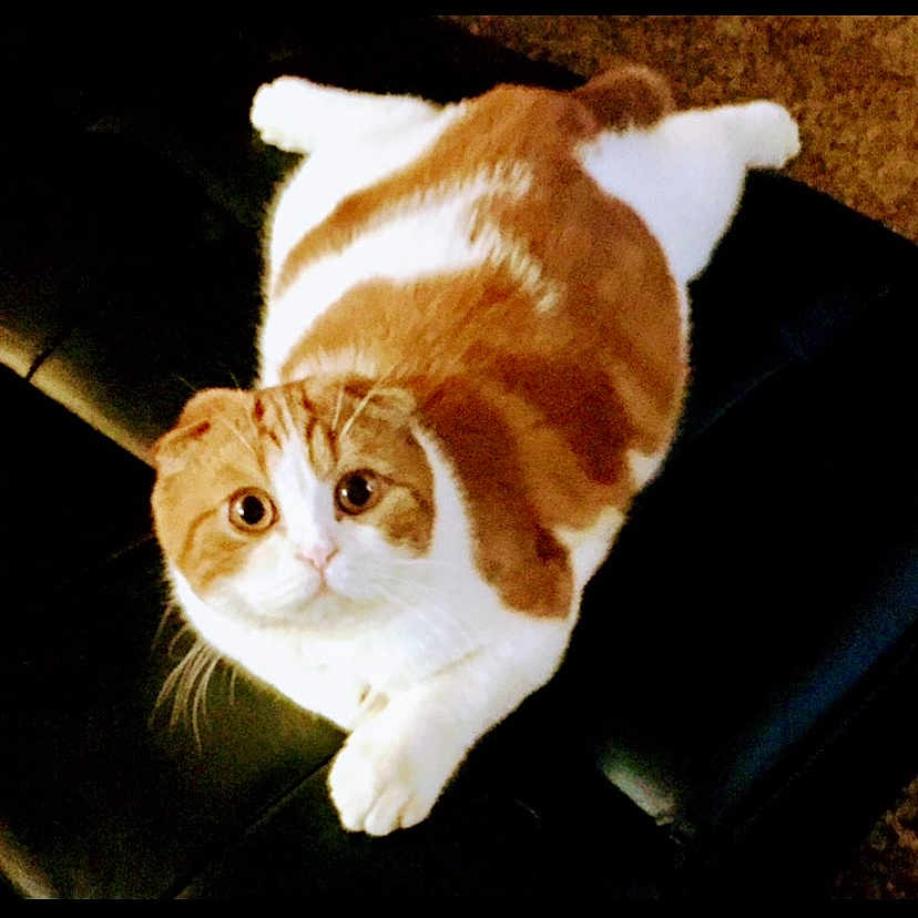 Bubb Tubb is registered to the contest to win money with this photo: animal, black_background, brown_fur, cat, cushion, feline, front_paws, indoors, large_eyes, lying_down, orange_cat, pet, phone_screenshot, portrait, round_face, sprawled, striped_fur, whiskers, white_cat, white_fur