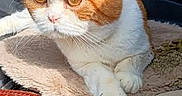 Bubb Tubb is registered to the contest to win money with this photo: animal, blanket, car_interior, cat, eyes, face, feline, grumpy, indoor, lying_down, orange_cat, paws, pet, photograph, portrait, short_hair, sitting, sunlight, whiskers, white_cat