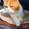 cat, orange_cat, white_cat, pet, animal, feline, sitting, lying_down, paws, whiskers, eyes, face, grumpy, short_hair, indoor, car_interior, blanket, sunlight, portrait, photograph