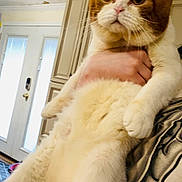 Bubb Tubb is registered to the contest to win money with this photo: animal, being_held, blanket, cat, close_up, door, fluffy, funny_expression, furniture, home, indoors, large_eyes, orange_cat, paws, pet, portrait, vertical_photo, whiskers, white_cat, window