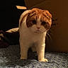 Bubb Tubb joined the competition — help win amazing prizes! animal, bed, bedspread, cardboard_box, cat, cute, folded_ears, front_view, fur, home, indoors, orange_and_white, patterned_fabric, pet, pink_nose, portrait, scottish_fold, standing, warm_lighting, whiskers