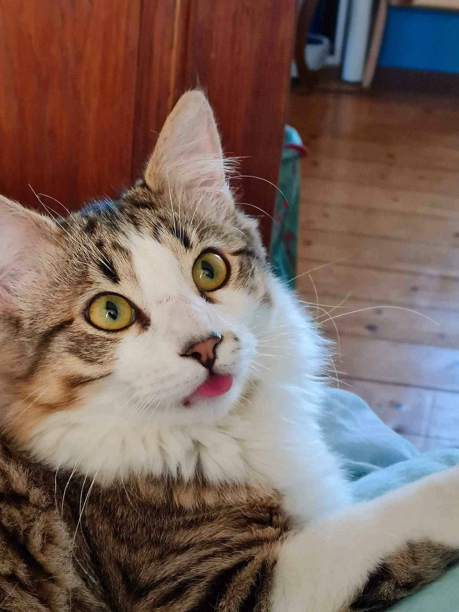 Loulou a rejoint le concours — aidez-le/la à gagner de superbes lots ! carnivore, cat, claw, domestic_short_haired_cat, door, ear, eye, felidae, fur, hardwood, head, iris, paw, small_to_medium_sized_cats, snout, varnish, whiskers, window, wood, wood_stain