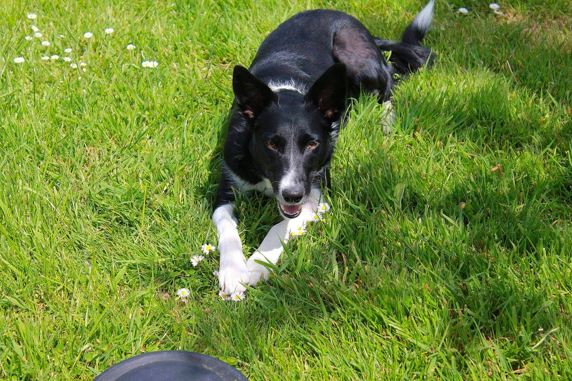 Orya participe au concours pour gagner de l'argent avec cette photo : australian_collie, border_collie, canidae, carnivore, companion_dog, dog, dog_breed, dog_toy, grass, grassland, groundcover, herding_dog, lawn, pasture, plant, sporting_group, tail, toy, working_animal, working_dog