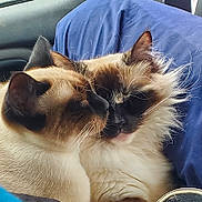 Lucy And Lily is registered to the contest to win money with this photo: affection, animal, blue_cushion, car_interior, cat, close_up, companionship, cute, domestic, ears, feline, fluffy, indoor, mammal, pets, relaxed, snuggling, soft_fur, two_cats, whiskers