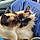 Lucy And Lily