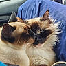 affection, animal, blue_cushion, car_interior, cat, close_up, companionship, cute, domestic, ears, feline, fluffy, indoor, mammal, pets, relaxed, snuggling, soft_fur, two_cats, whiskers