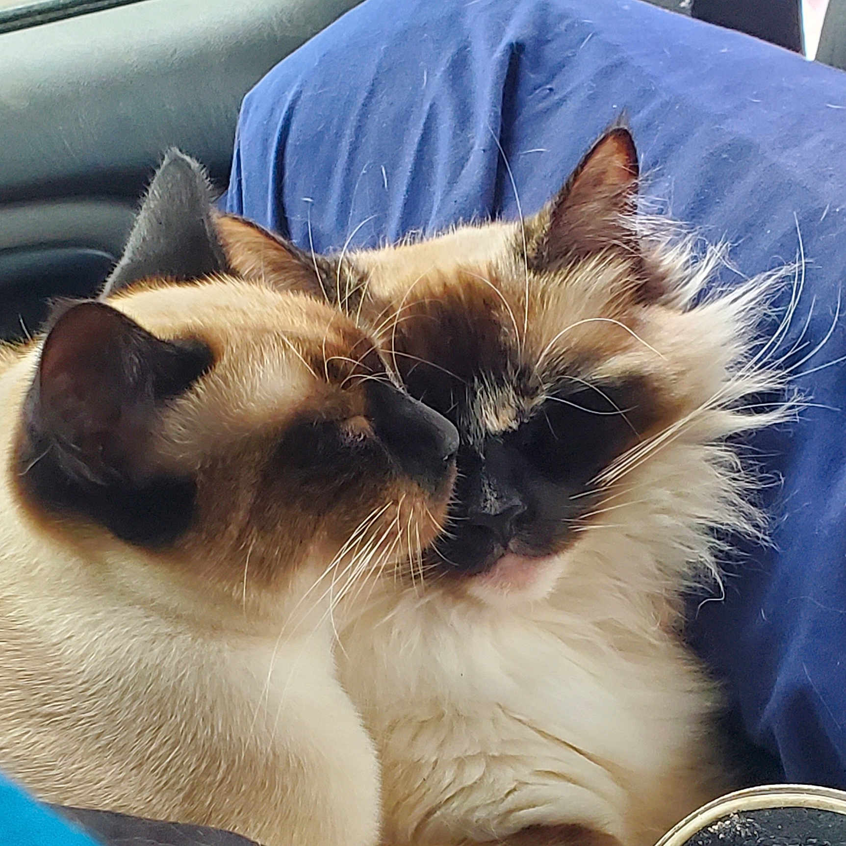 Lucy And Lily is registered to the contest to win money with this photo: affection, animal, blue_cushion, car_interior, cat, close_up, companionship, cute, domestic, ears, feline, fluffy, indoor, mammal, pets, relaxed, snuggling, soft_fur, two_cats, whiskers