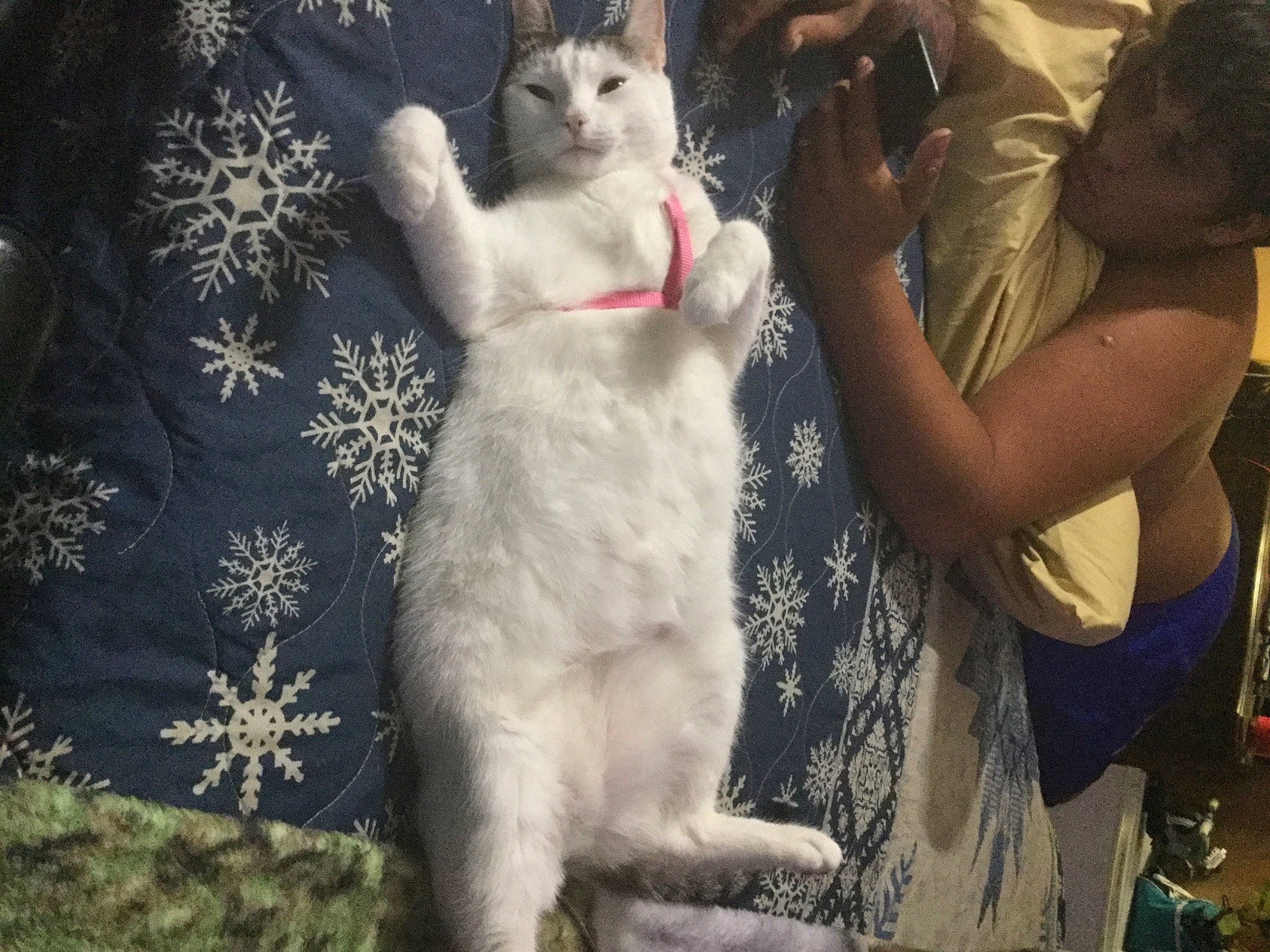 Cupid is registered to the contest to win money with this photo: carnivore, cat, companion_dog, domestic_short_haired_cat, fawn, felidae, fur, gesture, paw, photo_caption, small_to_medium_sized_cats, tail, whiskers