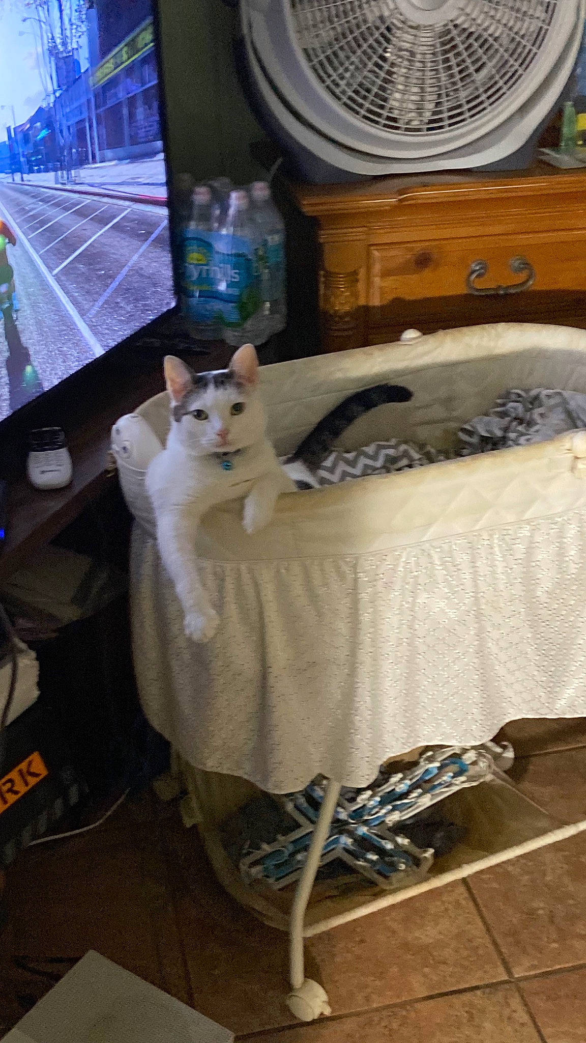 Cupid is registered to the contest to win money with this photo: box, carnivore, cat, cat_supply, comfort, domestic_short_haired_cat, drawer, felidae, flooring, fur, hardwood, home_appliance, linens, pet_supply, room, small_to_medium_sized_cats, tail, whiskers, wood