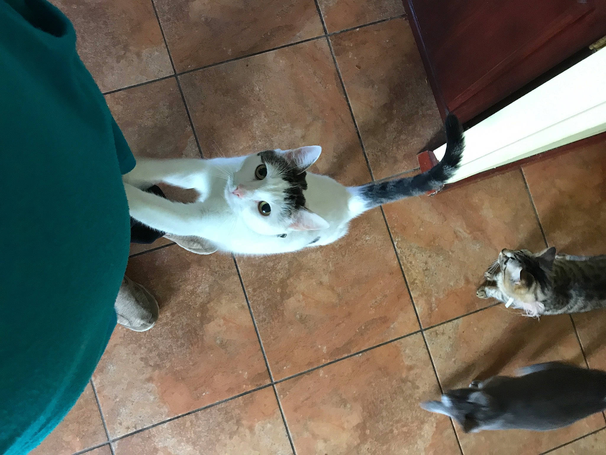 Cupid is registered to the contest to win money with this photo: canidae, carnivore, cat, companion_dog, dog, dog_breed, fawn, flooring, fur, hardwood, mammal, non_sporting_group, pet_supply, snout, sporting_group, tail, vertebrate, wood, working_animal