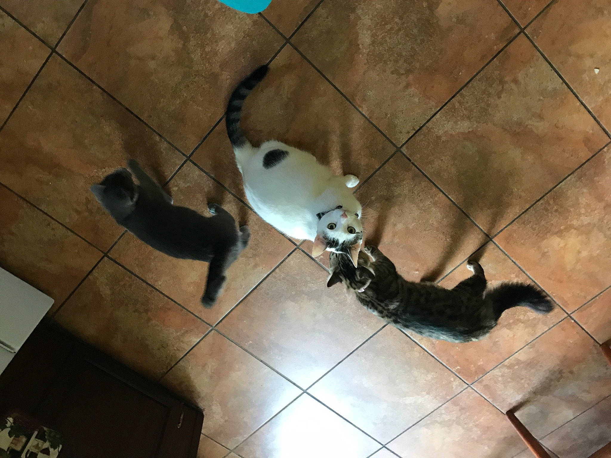 Cupid is registered to the contest to win money with this photo: canidae, carnivore, circle, dog_breed, floor, flooring, foot, fur, hardwood, human_leg, non_sporting_group, recreation, room, shadow, sporting_group, tail, tile, tile_flooring, wood, wood_flooring