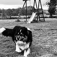 Tigros a rejoint le concours — aidez-le/la à gagner de superbes lots ! dog, grass, outdoor, playground, slide, swing_set, tree, cloudy_sky, animal, pet, fur, black_and_white, canine, leash, nature, field, yard, fluffy, walking, daytime