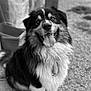 Tigros a rejoint le concours — aidez-le/la à gagner de superbes lots ! dog, animal, pet, fluffy, black_and_white, sitting, outdoor, tongue_out, happy, fur, collar, canine, portrait, friendly, smiling, fence, gravel, nature, cute, companion