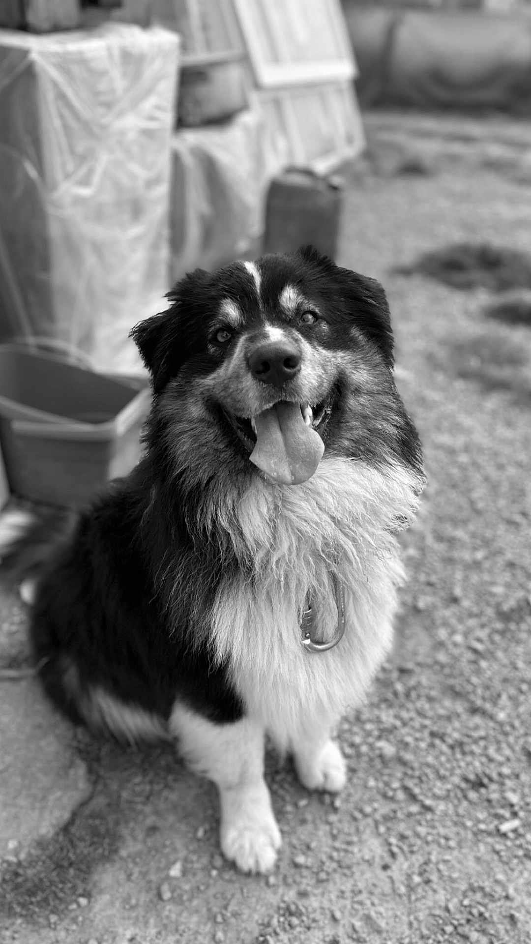 Tigros a rejoint le concours — aidez-le/la à gagner de superbes lots ! dog, animal, pet, fluffy, black_and_white, sitting, outdoor, tongue_out, happy, fur, collar, canine, portrait, friendly, smiling, fence, gravel, nature, cute, companion