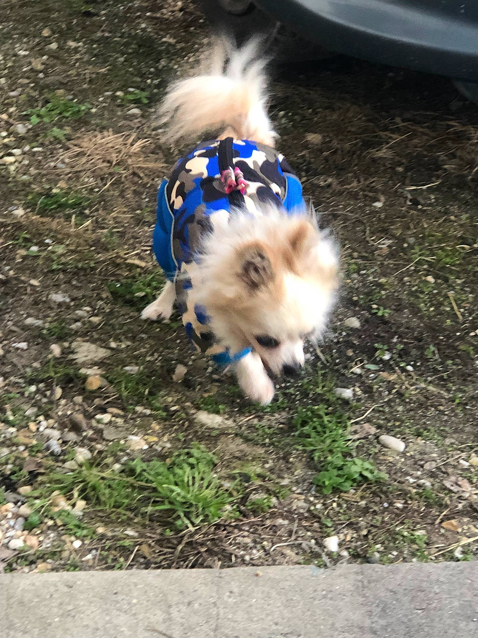 Dexter participe au concours pour gagner de l'argent avec cette photo : canidae, carnivore, collar, companion_dog, dog, dog_breed, dog_supply, electric_blue, fashion_accessory, fawn, fur, german_spitz_klein, german_spitz_mittel, grass, leash, pet_supply, snout, sporting_group, tail, toy_dog