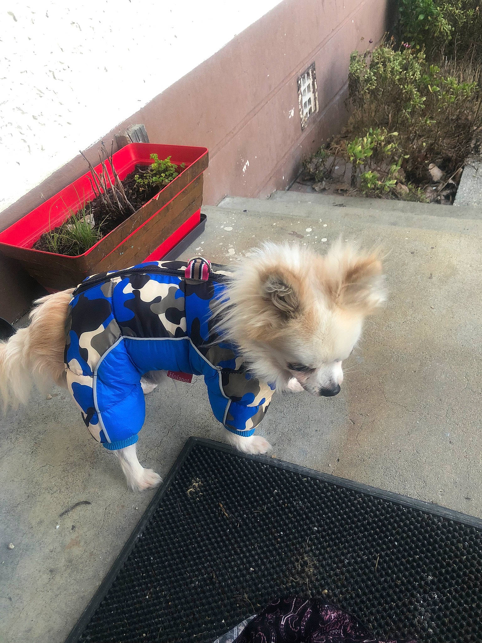 Dexter participe au concours pour gagner de l'argent avec cette photo : asphalt, carnivore, collar, companion_dog, dog, dog_breed, dog_clothes, dog_supply, electric_blue, fawn, german_spitz, german_spitz_klein, leash, plant, road_surface, snout, spitz, tail, toy_dog, working_animal