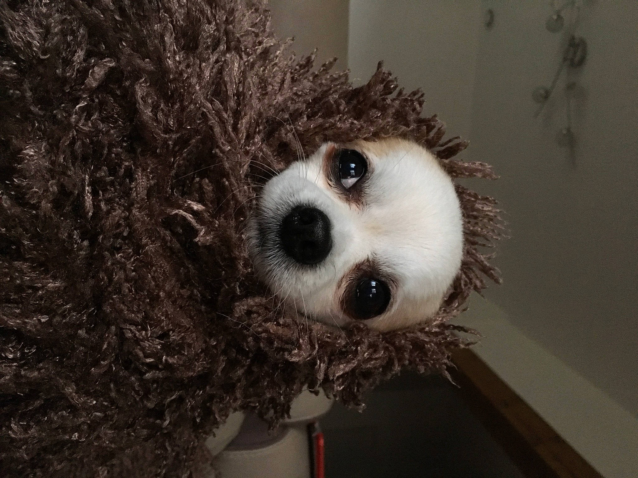 Dexter participe au concours pour gagner de l'argent avec cette photo : carnivore, companion_dog, dog, dog_breed, eye, fur, monochrome, panda, snout, snow, sporting_group, terrestrial_animal, toy, tree, twig, whiskers, wildlife, winter, wood, working_animal