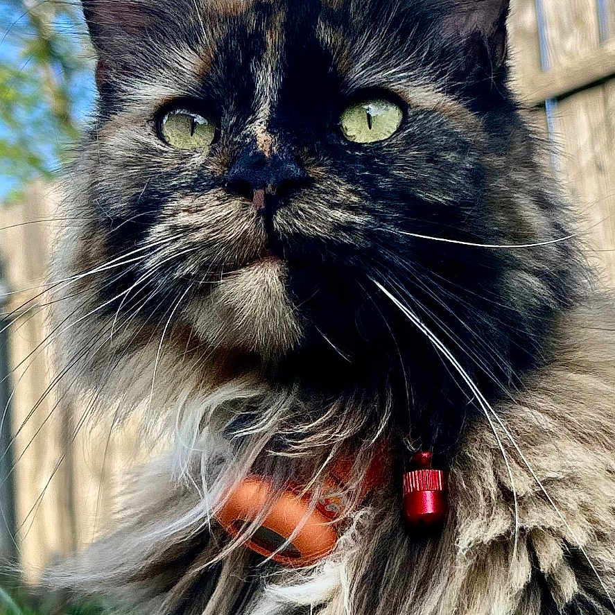 Venus