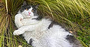 Arés a rejoint le concours — aidez-le/la à gagner de superbes lots ! cat, fluffy_cat, black_and_white_cat, grass, outdoor, nature, relaxed, pet, animal, fur, greenery, wild_grass, ground, paws, resting, cute, whiskers, eyes, pink_nose, tail