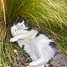 cat, fluffy_cat, black_and_white_cat, grass, outdoor, nature, relaxed, pet, animal, fur, greenery, wild_grass, ground, paws, resting, cute, whiskers, eyes, pink_nose, tail