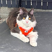 Arés participe au concours pour gagner de l'argent avec cette photo : cat, fluffy, black_and_white, orange_harness, golden_eyes, outdoor, fence, gravel, pet, animal, resting, cute, fur, whiskers, ears, paws, alert, texture, close_up, daylight
