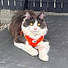cat, fluffy, black_and_white, orange_harness, golden_eyes, outdoor, fence, gravel, pet, animal, resting, cute, fur, whiskers, ears, paws, alert, texture, close_up, daylight