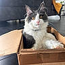 cat, cardboard_box, indoor, pet, feline, curious, amber_eyes, fluffy, white_fur, black_fur, living_room, furniture, couch, blanket, home_decor, floor, relaxed, close_up, domestic_animal, cute