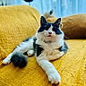 cat, black_and_white, fluffy, lounging, yellow_couch, paw, indoor, window, curtain, relaxed, pet, feline, fur, whiskers, home, cozy, comfortable, portrait, animal, domestic