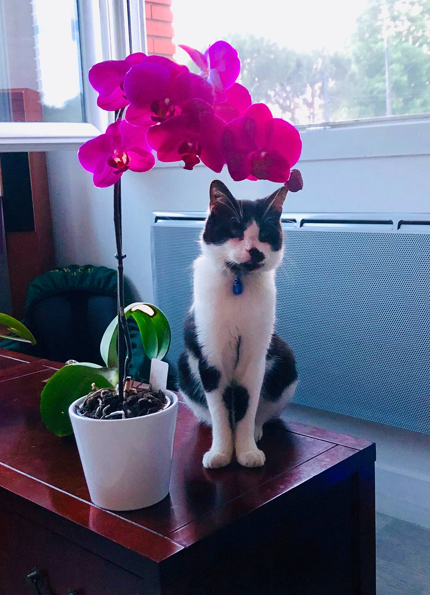 Nara a rejoint le concours — aidez-le/la à gagner de superbes lots ! aegean_cat, carnivore, cat, domestic_short_haired_cat, felidae, flower, flowerpot, japanese_bobtail, kitten, pink, plant, polydactyl_cat, small_to_medium_sized_cats, table, tail, turkish_van, whiskers, window