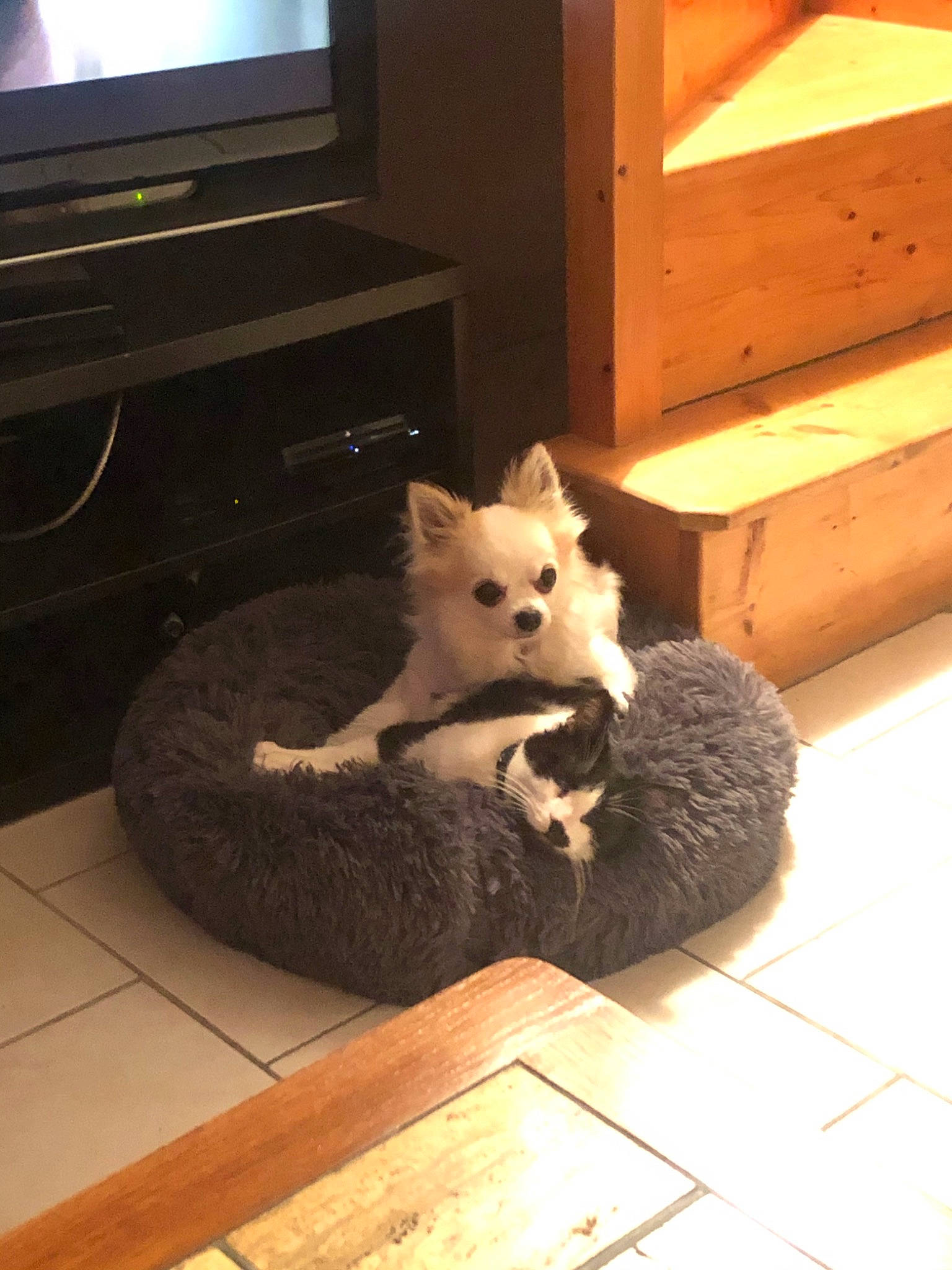 Nara participe au concours pour gagner de l'argent avec cette photo : canidae, carnivore, companion_dog, dog, dog_breed, fawn, hardwood, mammal, pomeranian, puppy, vertebrate, west_highland_white_terrier