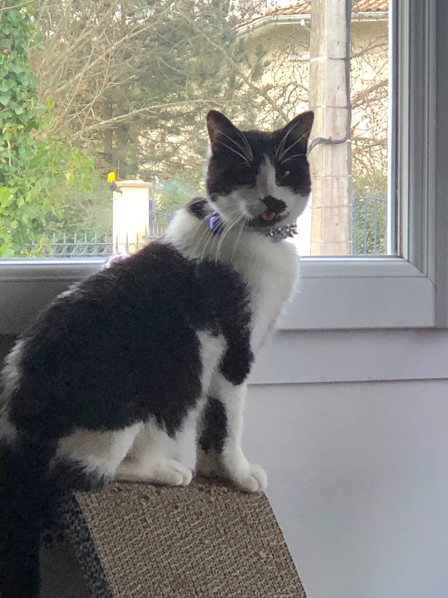 Nara participe au concours pour gagner de l'argent avec cette photo : aegean_cat, american_wirehair, black_and_white, carnivore, cat, domestic_short_haired_cat, door, european_shorthair, felidae, fur, kitten, mammal, norwegian_forest_cat, plant, polydactyl_cat, small_to_medium_sized_cats, tail, tree, whiskers, window