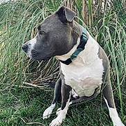 Tank joined the competition — help win amazing prizes! dog, canine, pet, grass, outdoor, nature, collar, side_view, animal, sitting, fur, muzzle, ears, greenery, plant, daylight, mammal, alert, domestic_animal, background