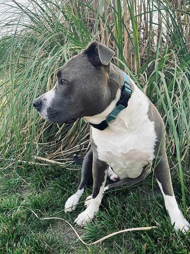 Tank joined the competition — help win amazing prizes! dog, canine, pet, grass, outdoor, nature, collar, side_view, animal, sitting, fur, muzzle, ears, greenery, plant, daylight, mammal, alert, domestic_animal, background