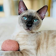 Rumi joined the competition — help win amazing prizes! animal, blue_eyes, blurred_background, cat, close_up, cute, domestic_cat, ears, feline, focus, fur, indoor, laying_down, pet, pink_ball, portrait, relaxed, siamese_cat, soft_toy, whiskers