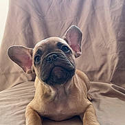 Stitch is registered to the contest to win money with this photo: french_bulldog, puppy, dog, pet, cute, ears, paws, lying_down, head_tilt, beige, fabric, soft, portrait, animal, domestic_animal, close_up, indoor, young, adorable, curious