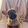 french_bulldog, puppy, dog, pet, cute, ears, paws, lying_down, head_tilt, beige, fabric, soft, portrait, animal, domestic_animal, close_up, indoor, young, adorable, curious