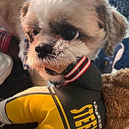 Little Tuck is registered to the contest to win money with this photo: adorable, animal, brown, close_up, companion, cozy, cute, dog, face, fur, indoor, mammal, mouth, pet, pittsburgh_steelers, plush_toy, soft_lighting, stuffed_animal, toy, white