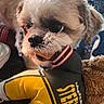 adorable, animal, brown, close_up, companion, cozy, cute, dog, face, fur, indoor, mammal, mouth, pet, pittsburgh_steelers, plush_toy, soft_lighting, stuffed_animal, toy, white