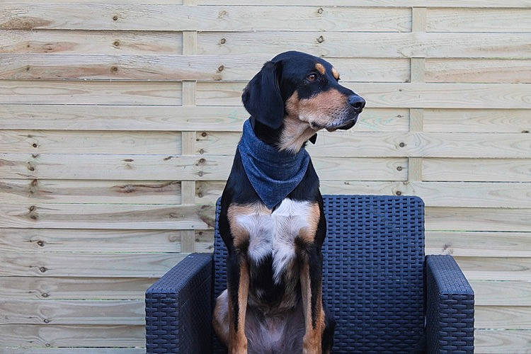 Layka a rejoint le concours — aidez-le/la à gagner de superbes lots ! canidae, carnivore, collar, companion_dog, dog, dog_breed, dog_collar, dog_supply, electric_blue, fawn, fur, grey, guard_dog, pet_supply, snout, sporting_group, street_fashion, wood, working_animal, working_dog