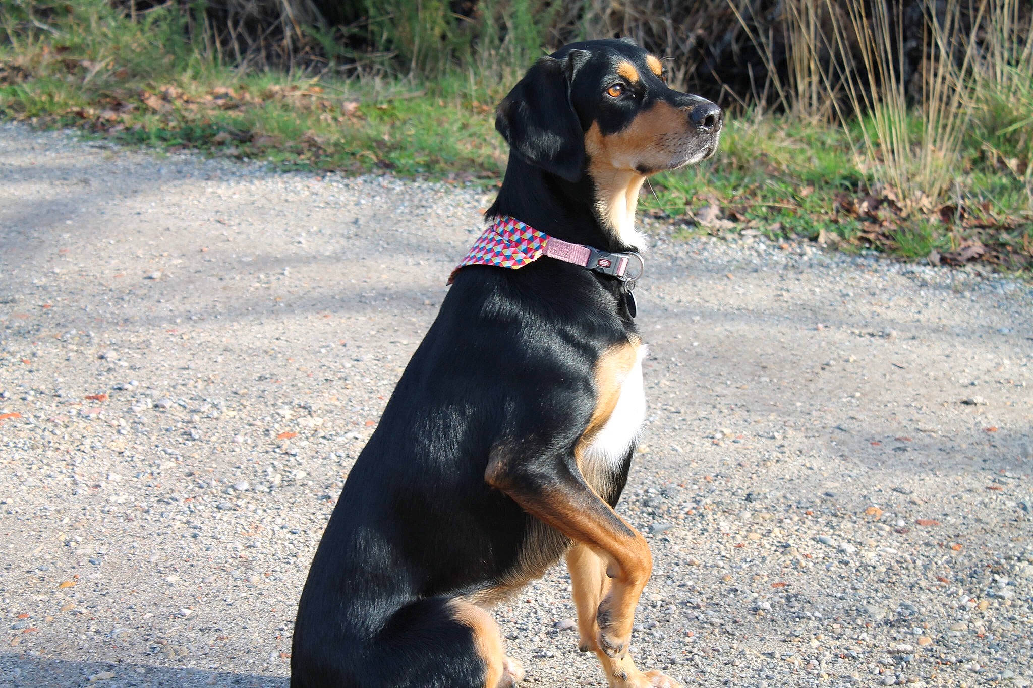 Layka a rejoint le concours — aidez-le/la à gagner de superbes lots ! asphalt, canidae, carnivore, collar, companion_dog, dog, dog_breed, dog_collar, fawn, grass, hunting_dog, paw, plant, road_surface, snout, sporting_group, tail, terrestrial_animal, working_animal, working_dog