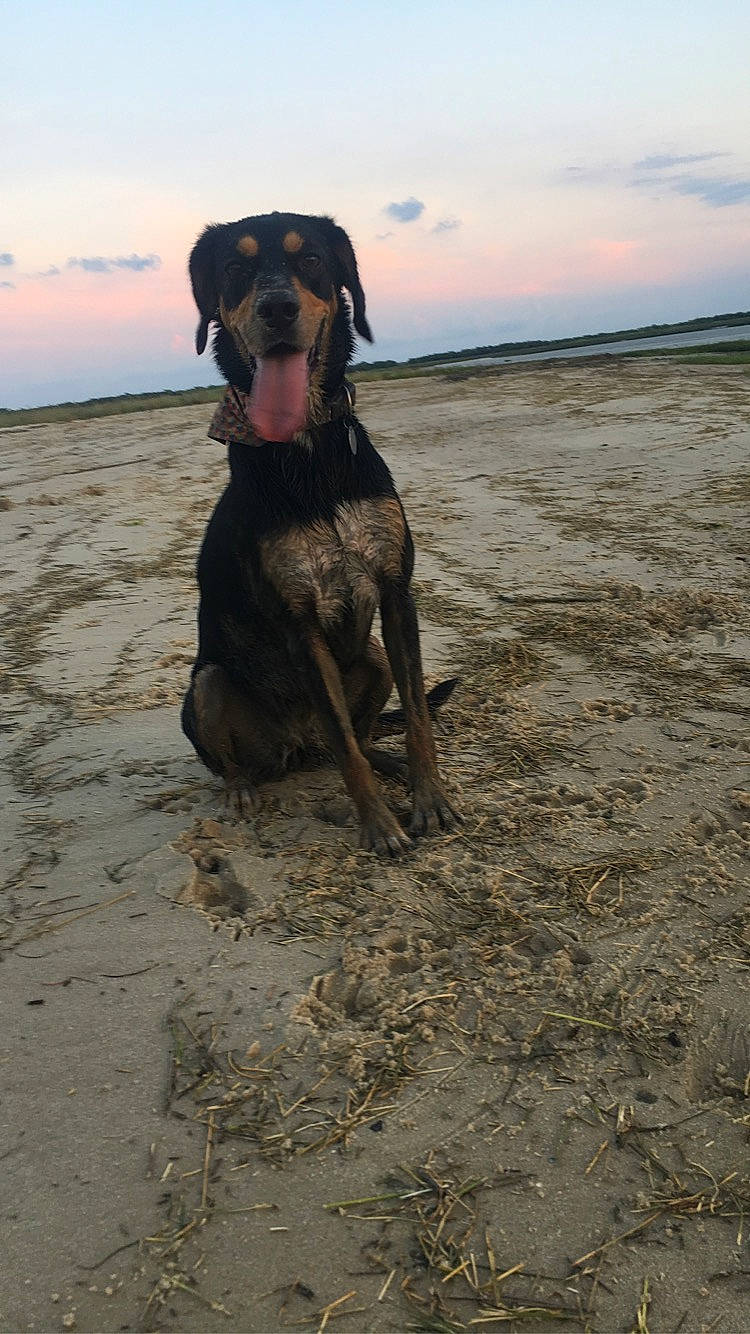 Layka a rejoint le concours — aidez-le/la à gagner de superbes lots ! beach, canidae, carnivore, cloud, collar, companion_dog, dobermann, dog, dog_breed, dog_collar, fawn, landscape, liver, ocean, sand, sky, snout, soil, sporting_group, working_animal