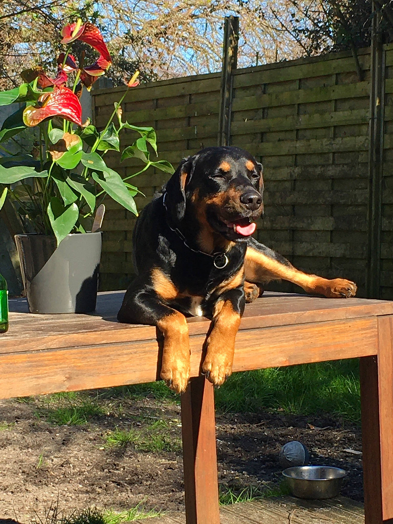 Grizzly participe au concours pour gagner de l'argent avec cette photo : canidae, carnivore, companion_dog, dog, dog_breed, dog_supply, door, fawn, flower, flowerpot, grass, guard_dog, hound, hunting_dog, metal, plant, sporting_group, tree, wood, working_dog