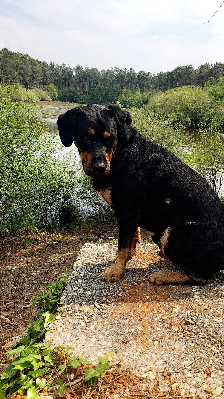 Grizzly participe au concours pour gagner de l'argent avec cette photo : canidae, carnivore, cloud, companion_dog, dog, dog_breed, grass, hunting_dog, landscape, plant, rottweiler, sky, snout, sporting_group, terrestrial_animal, tree, working_animal, working_dog