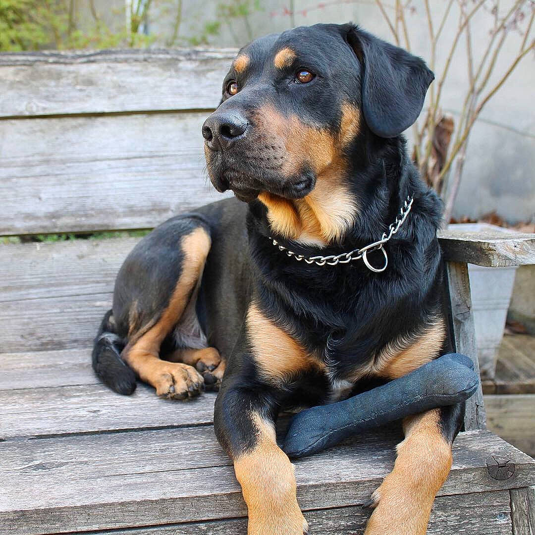 Grizzly a rejoint le concours — aidez-le/la à gagner de superbes lots ! beaglier, canidae, carnivore, collar, companion_dog, dog, dog_breed, fawn, guard_dog, hound, hunting_dog, pet_supply, rottweiler, sporting_group, terrestrial_animal, working_animal, working_dog