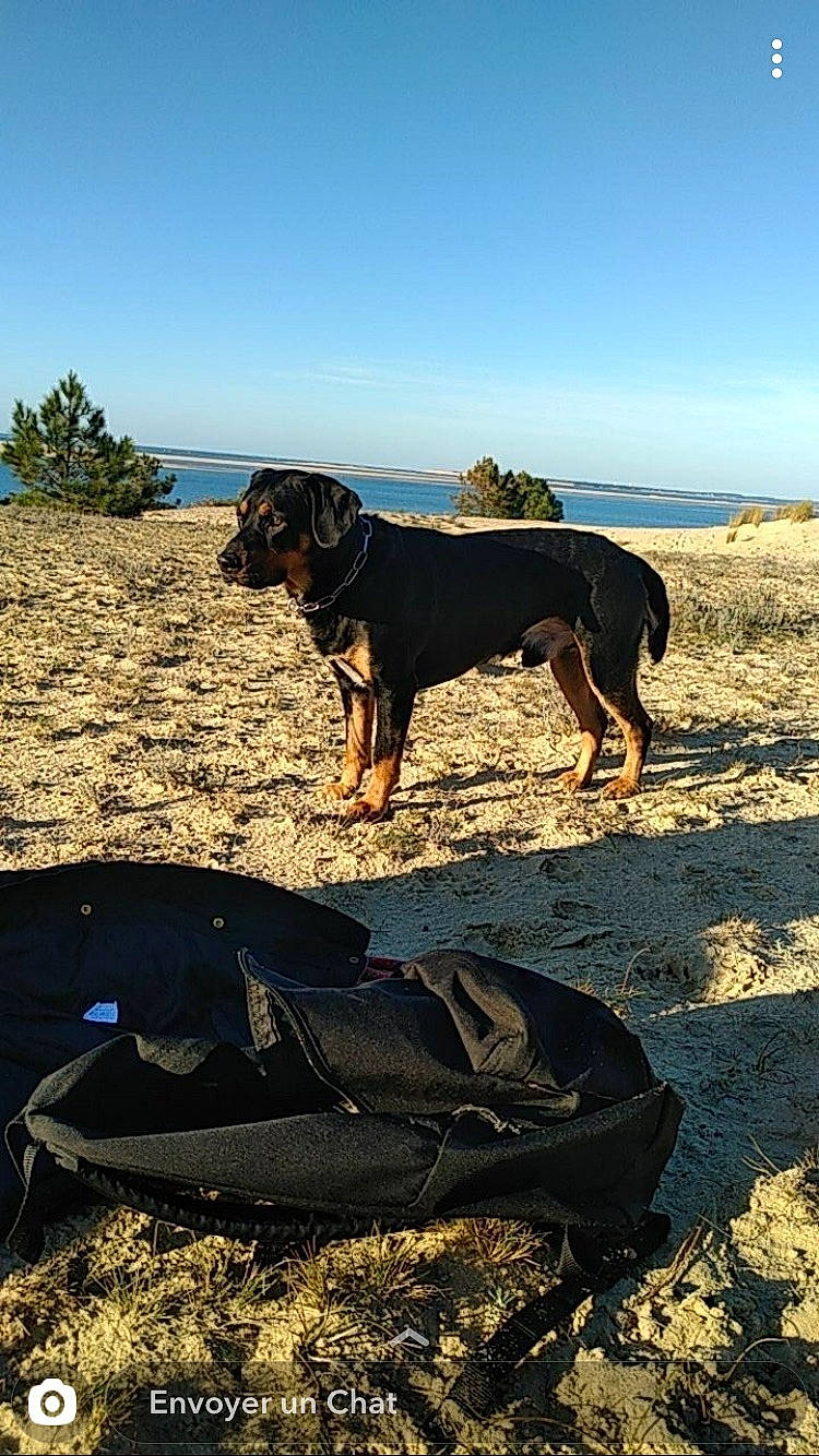 Grizzly participe au concours pour gagner de l'argent avec cette photo : beach, canidae, carnivore, coast, collar, dog, dog_breed, ecoregion, fawn, grass, horizon, landscape, plant, sand, sky, sporting_group, tints_and_shades, tree, water, working_animal