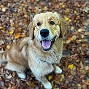 Agent Woody participe au concours pour gagner de l'argent avec cette photo : animal, autumn, brown, canine, closeup, cute, dog, fur, golden_retriever, happy, leaves, mammal, nature, outdoor, pet, playful, portrait, puppy, smiling, tongue_out