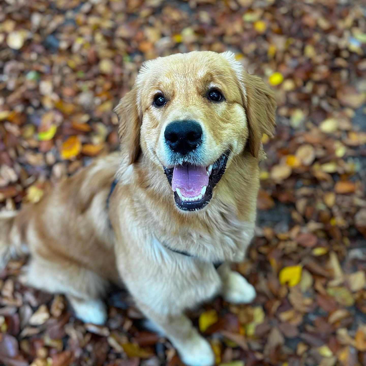 Agent Woody participe au concours pour gagner de l'argent avec cette photo : animal, autumn, brown, canine, closeup, cute, dog, fur, golden_retriever, happy, leaves, mammal, nature, outdoor, pet, playful, portrait, puppy, smiling, tongue_out